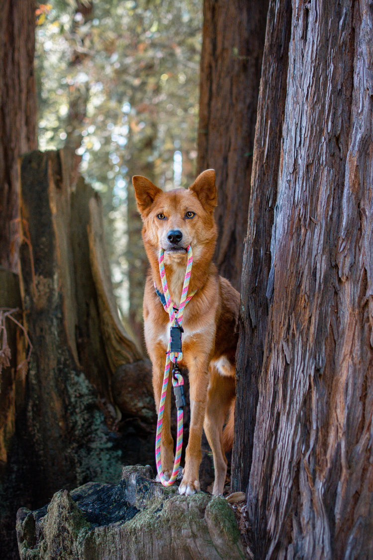 Howl with Pride