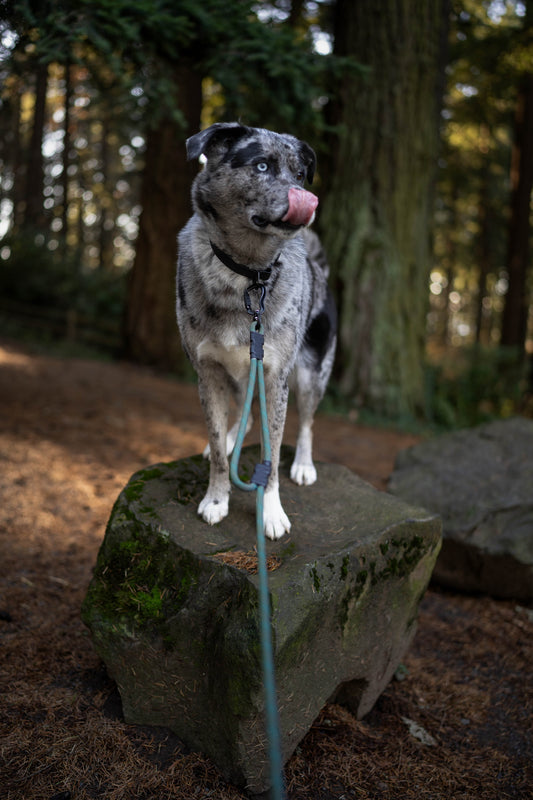 Noctis Traffic Lead - 9 + 10mm