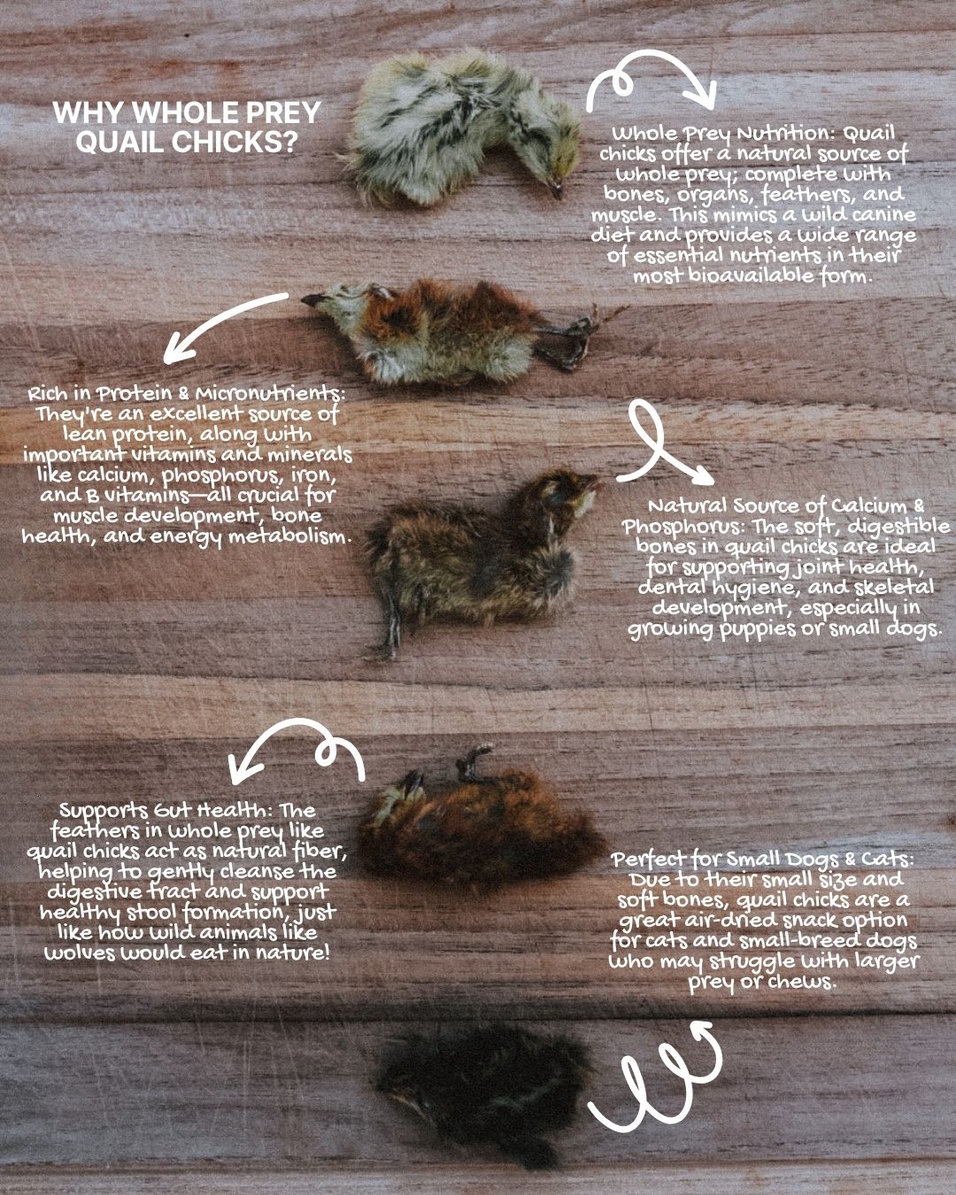 Freeze-Dried Whole Prey 2- Week Old Quail Chicks
