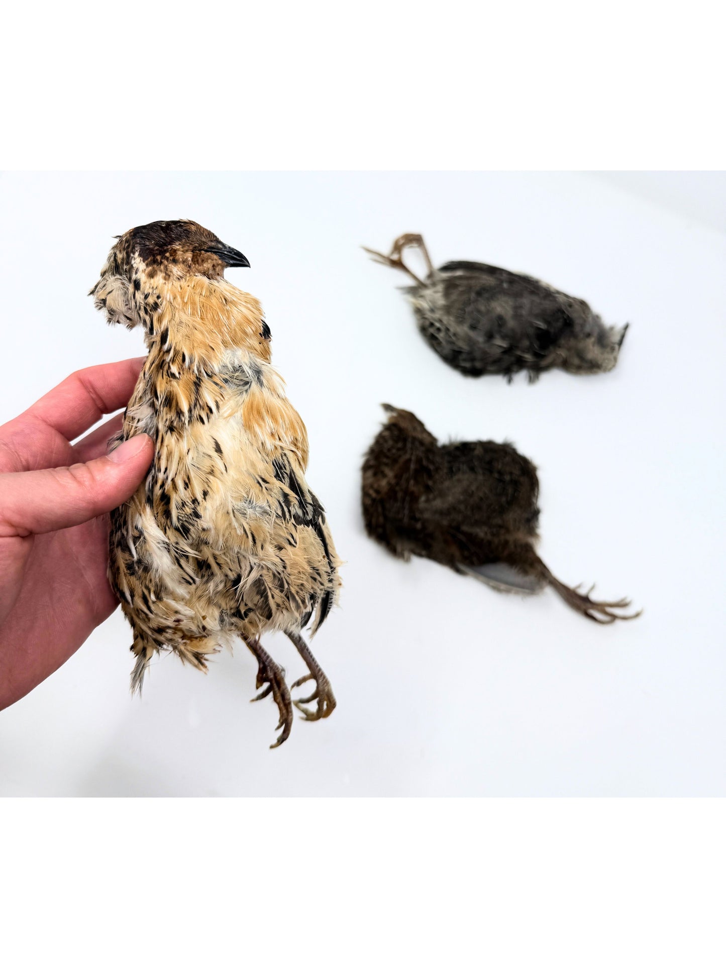 Whole Prey Quail