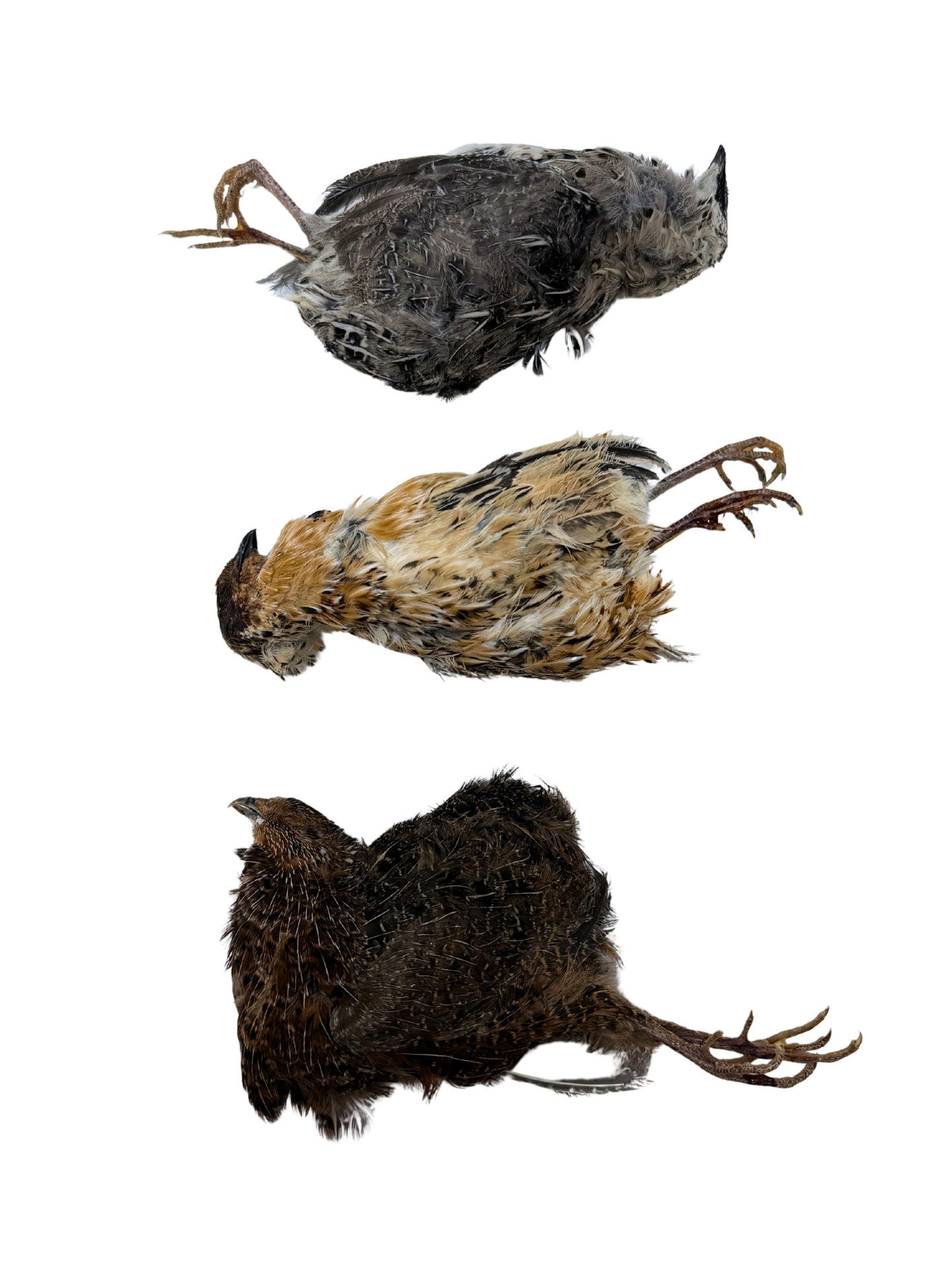 Whole Prey Quail