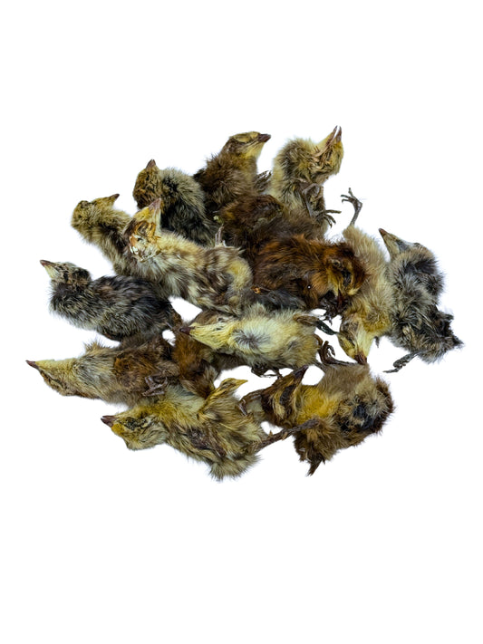 Whole Prey Quail Chicks