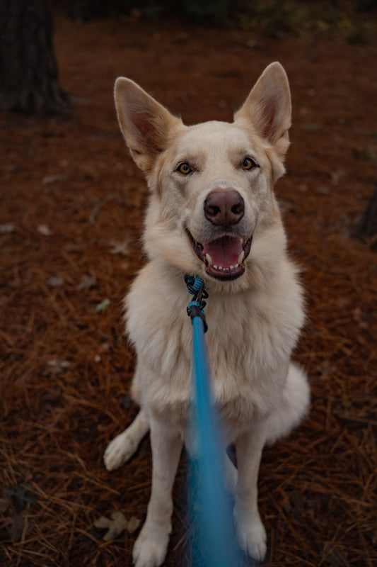 Ekko Leash - 9 + 10mm