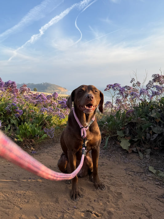 Rope Slip Collar - Wild Aster 10mm