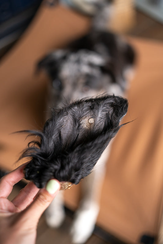 Dehydrated Grass-Fed Beef Ear Chew (Mini + Furry) | 2 Count
