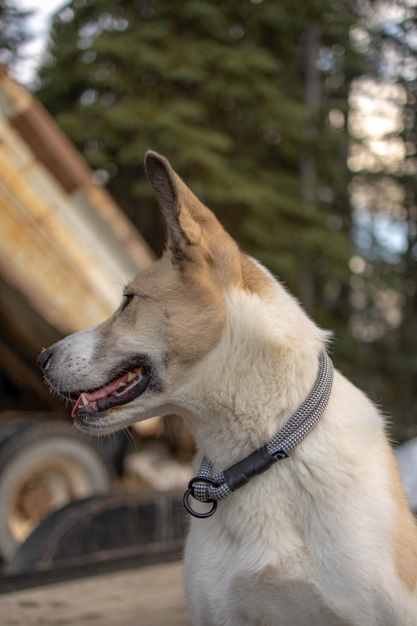 Rope Slip Collar - Midnight Tundra 10mm