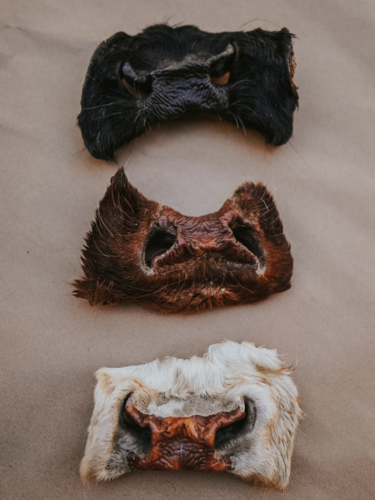 Dehydrated Grass-Fed Beef Nose Chew (Hairy - JUMBO)