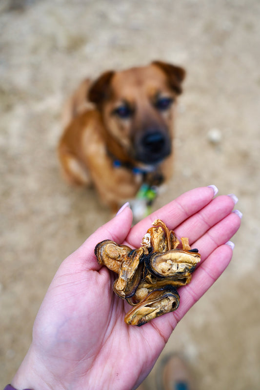 Green Lipped Mussel