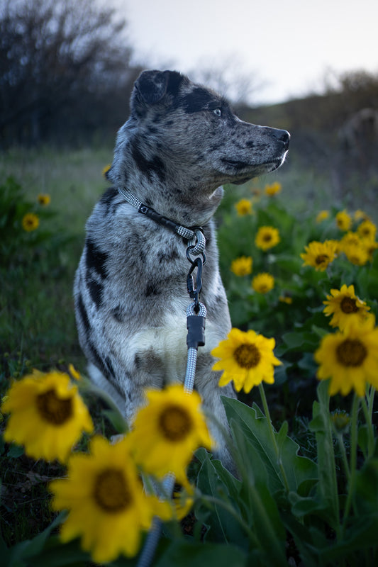 Rope Slip Collar - Midnight Tundra 10mm
