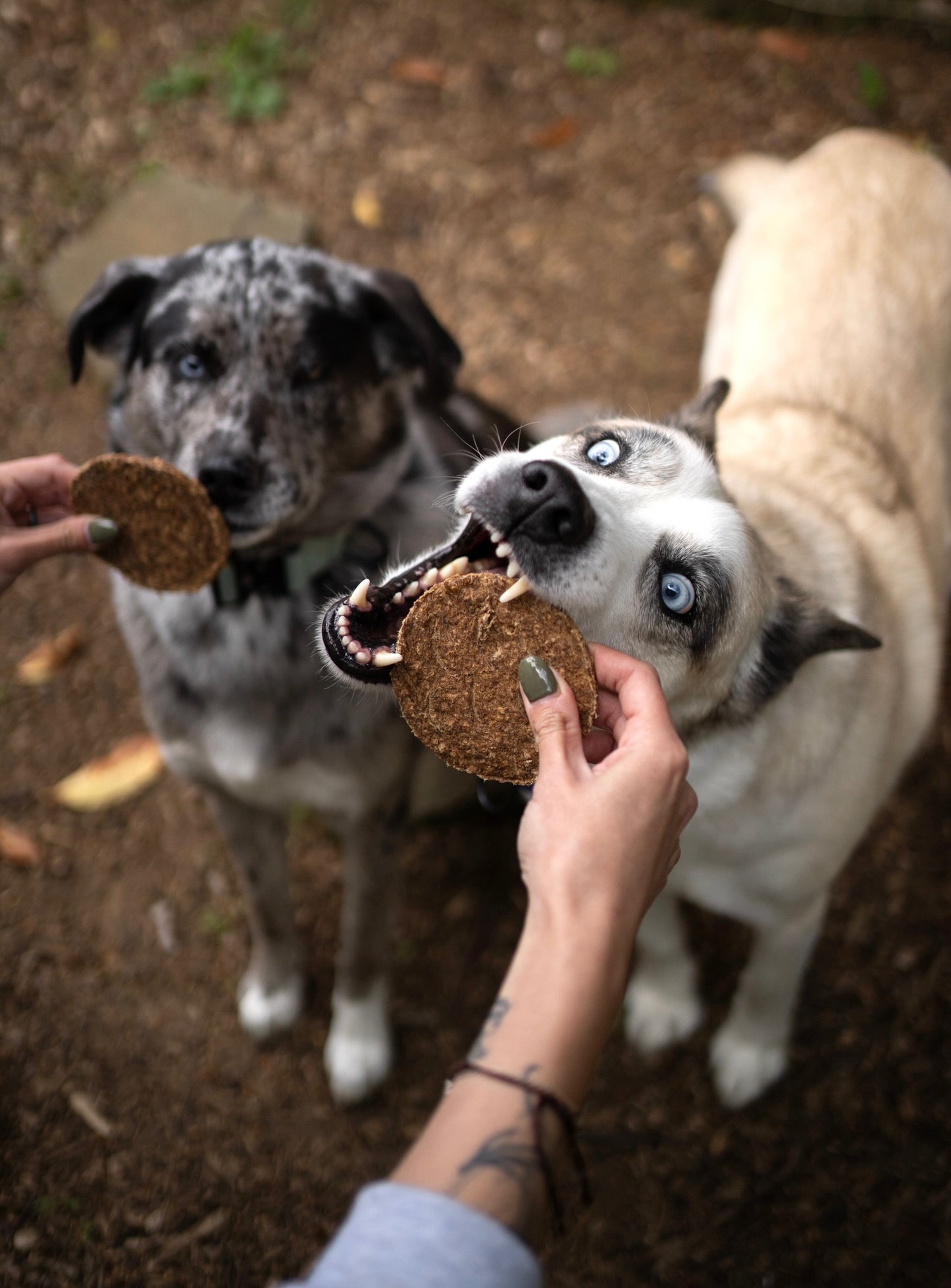 Grass-Fed Beef Patties