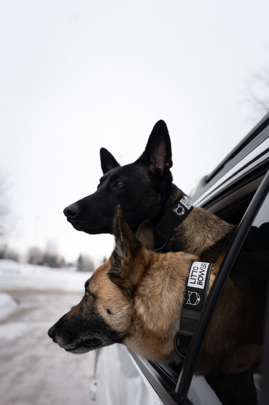 Howler Collar - 1.5 Inch