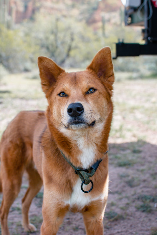 Rope Slip Collar - Ranger Green 10mm