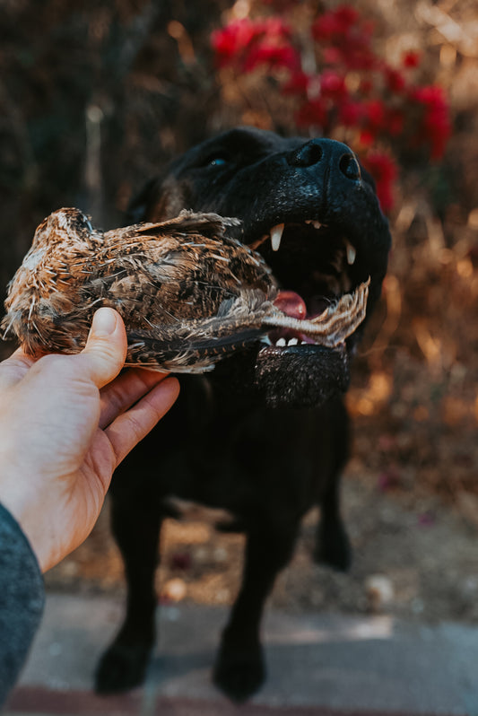 Whole Prey Quail