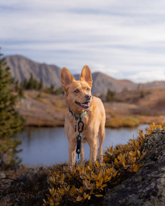 Howler Collar - 1 Inch