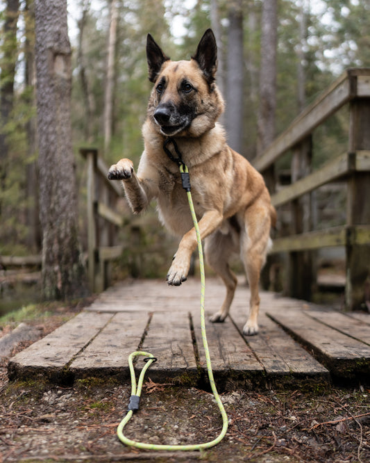 Ekko Leash - 7 + 8mm