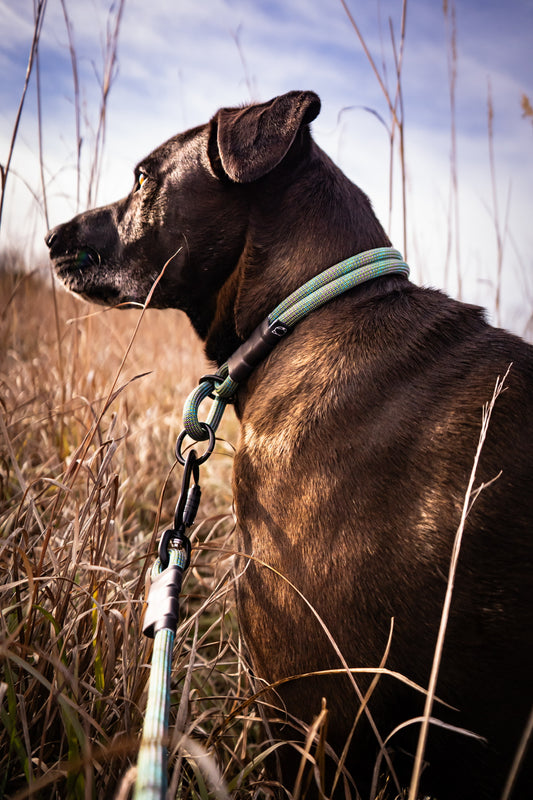 Rope Slip Collar - Evergreen Fern 10mm