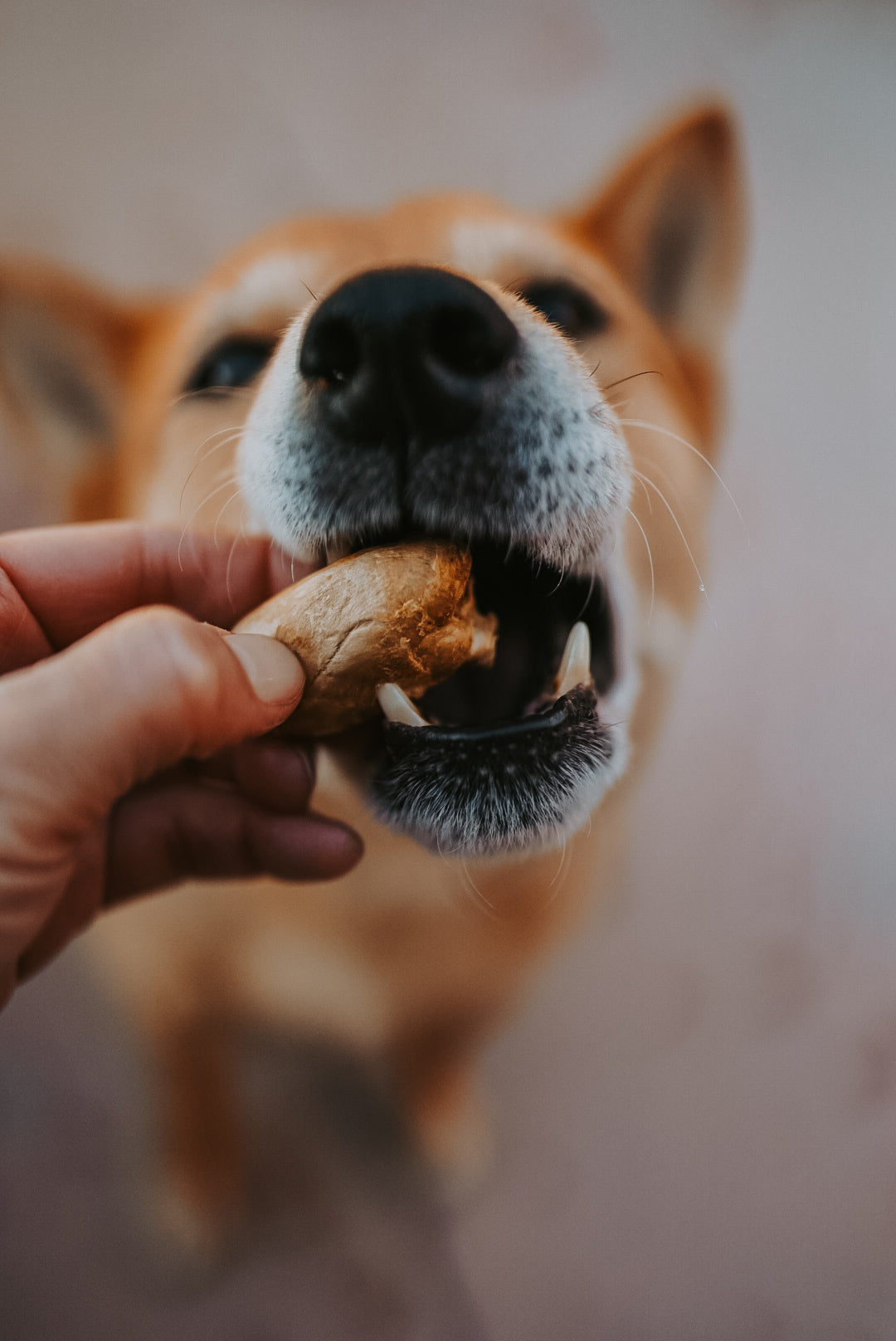 Freeze-Dried Chicken Heart