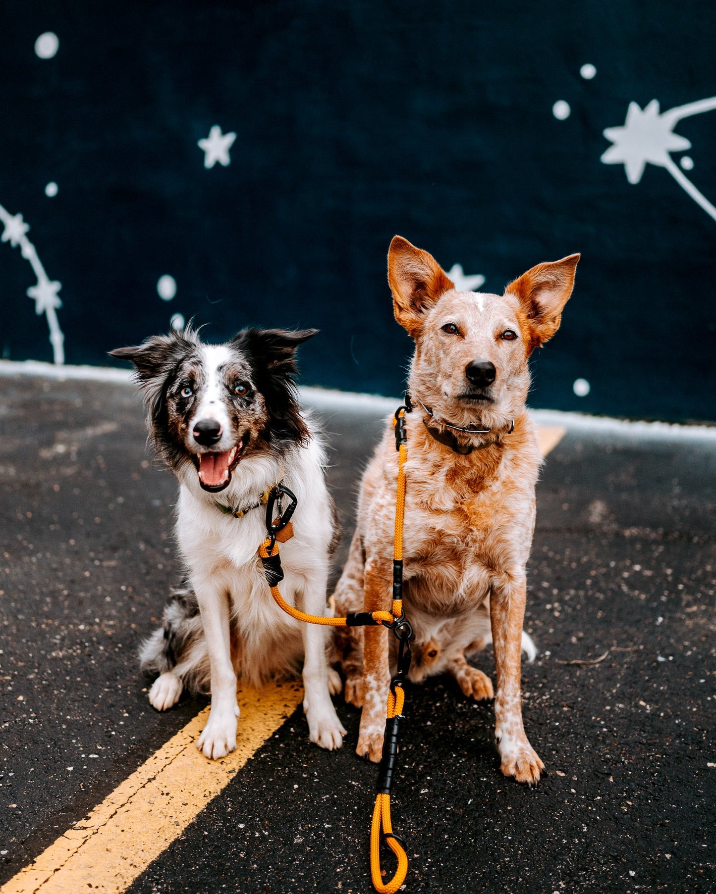 Kiko City Leash - 7 + 8mm