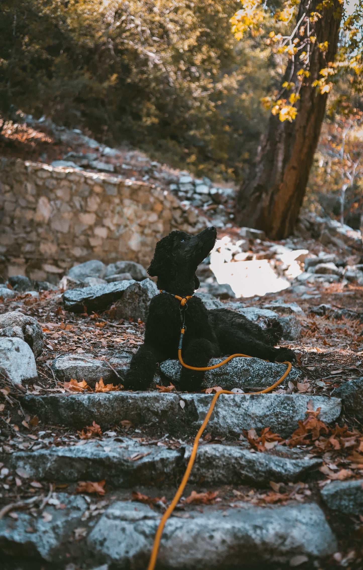 Peyto Drag Leash - 7 + 8mm