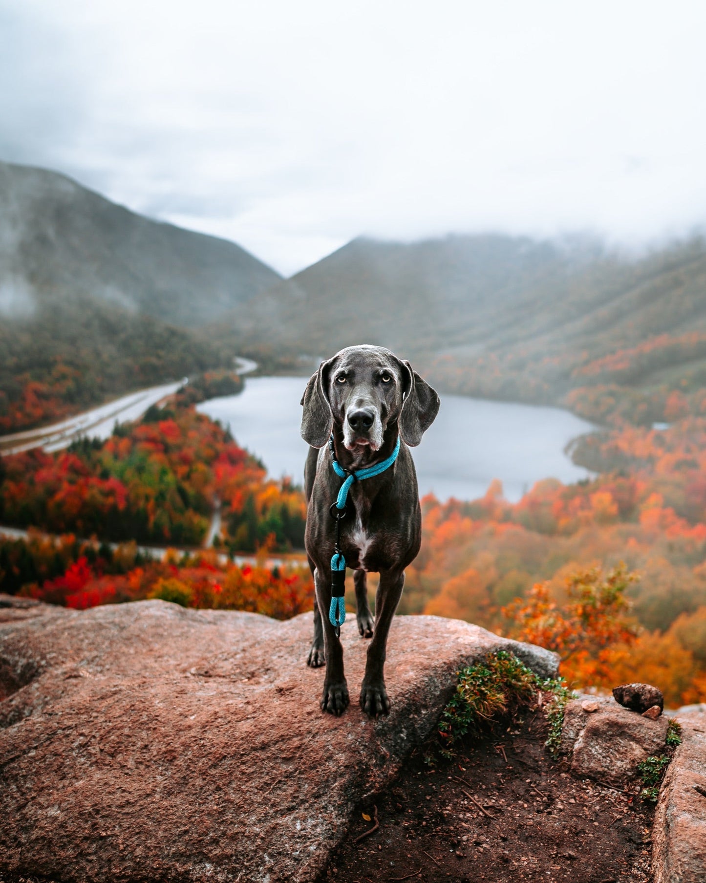 Milo Grab Tab - 7 + 8mm