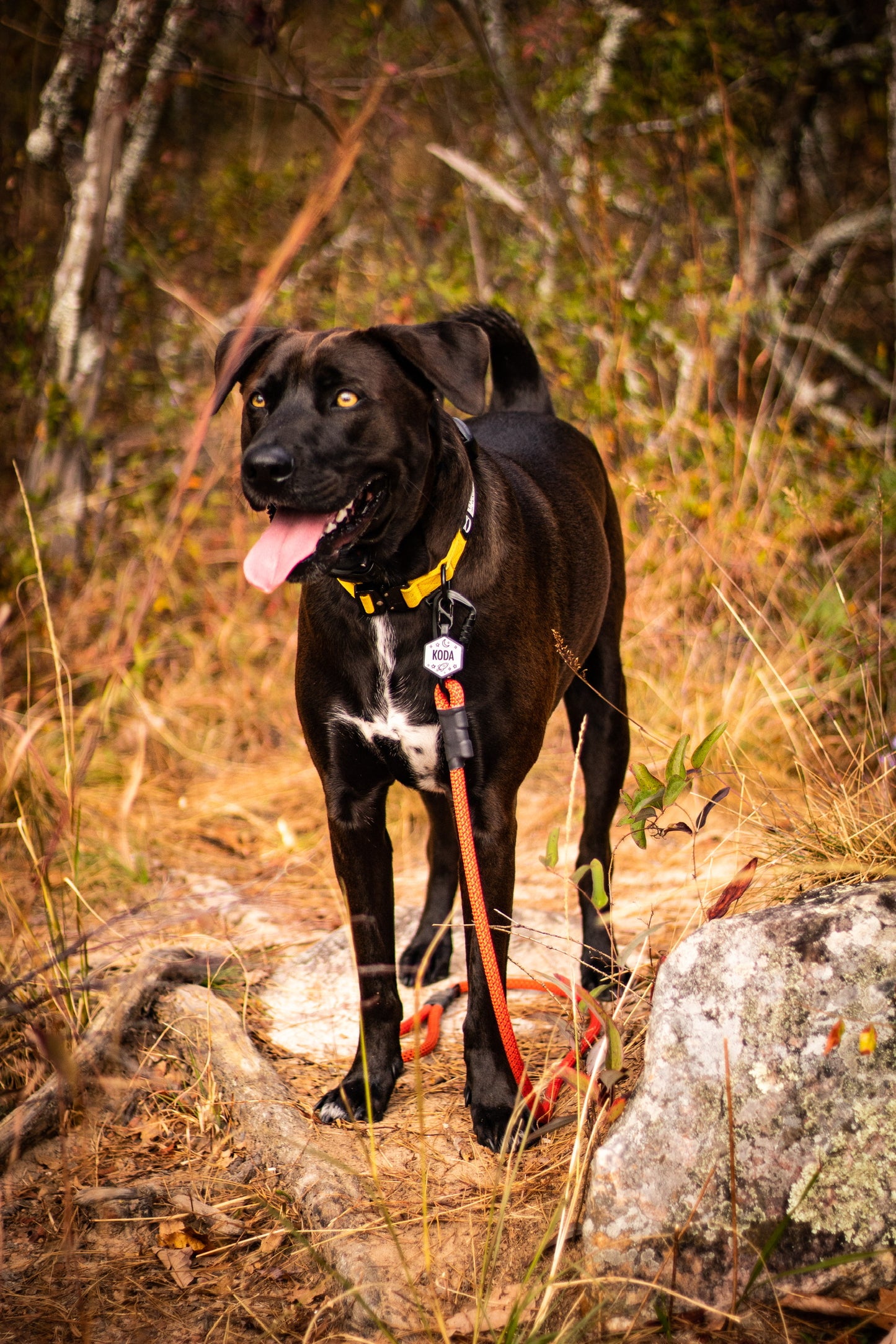 Ekko Leash - 9 + 10mm
