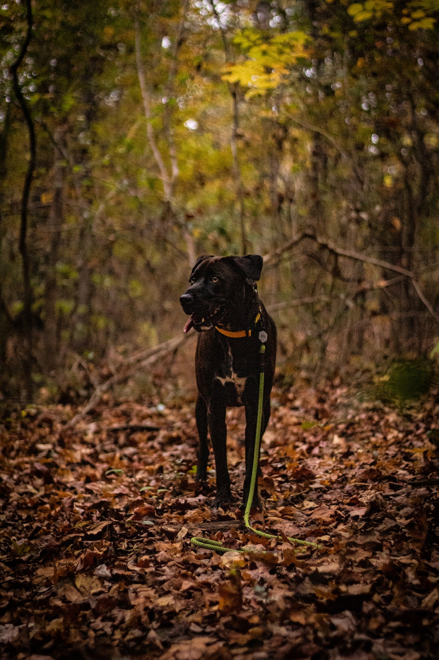 Ekko Leash - 9 + 10mm