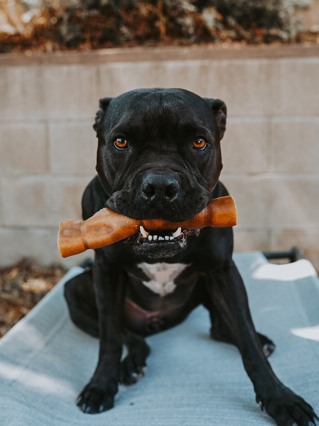 Grass-Fed Beef Rawhide Roll
