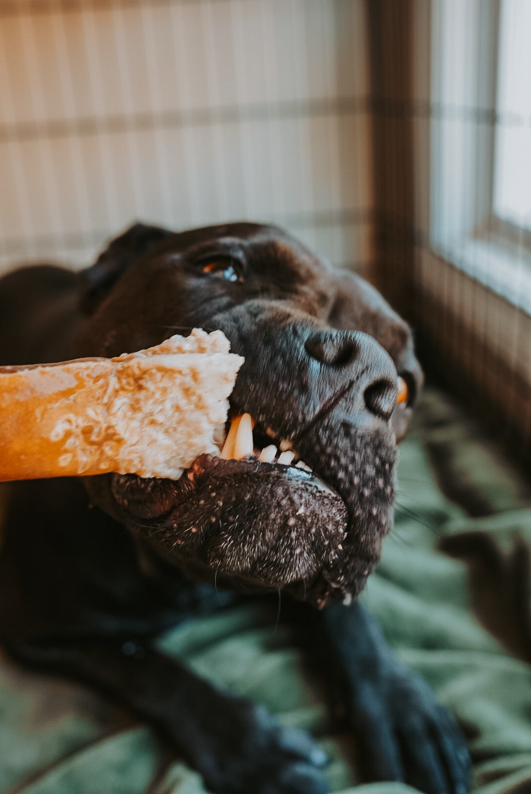 Grass-Fed Beef Rawhide Roll