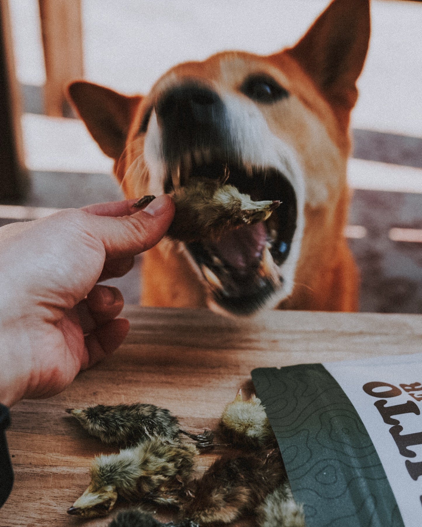 Freeze-Dried Whole Prey Quail Chicks