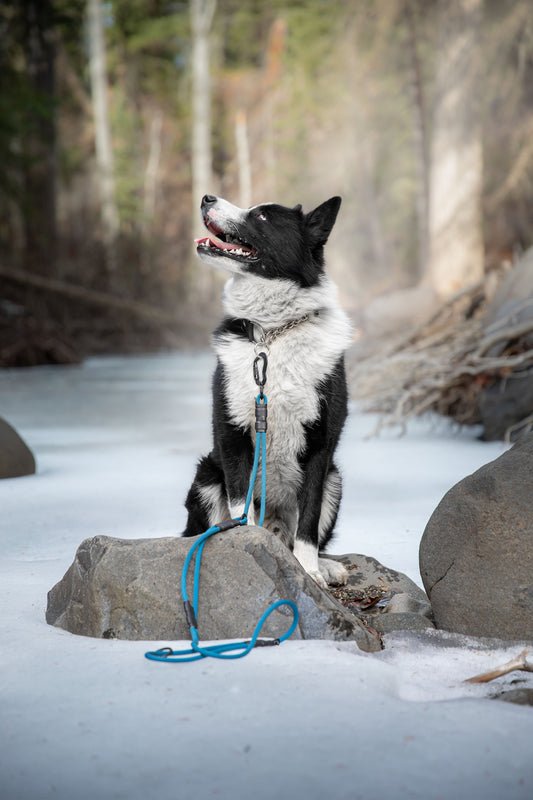 Howler Collar - 1.5 Inch Martingale
