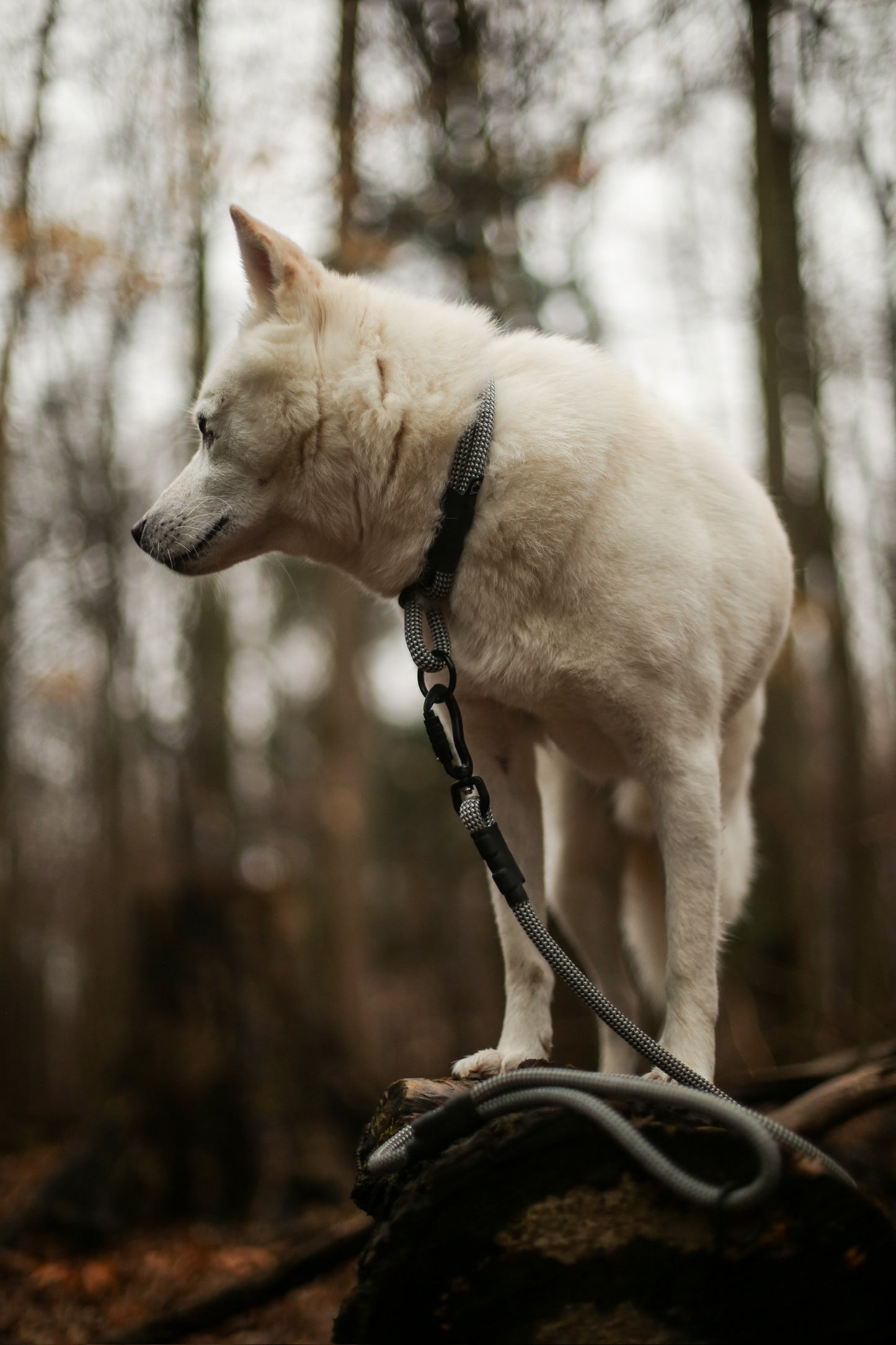 Rope Slip Collar - Midnight Tundra 10mm