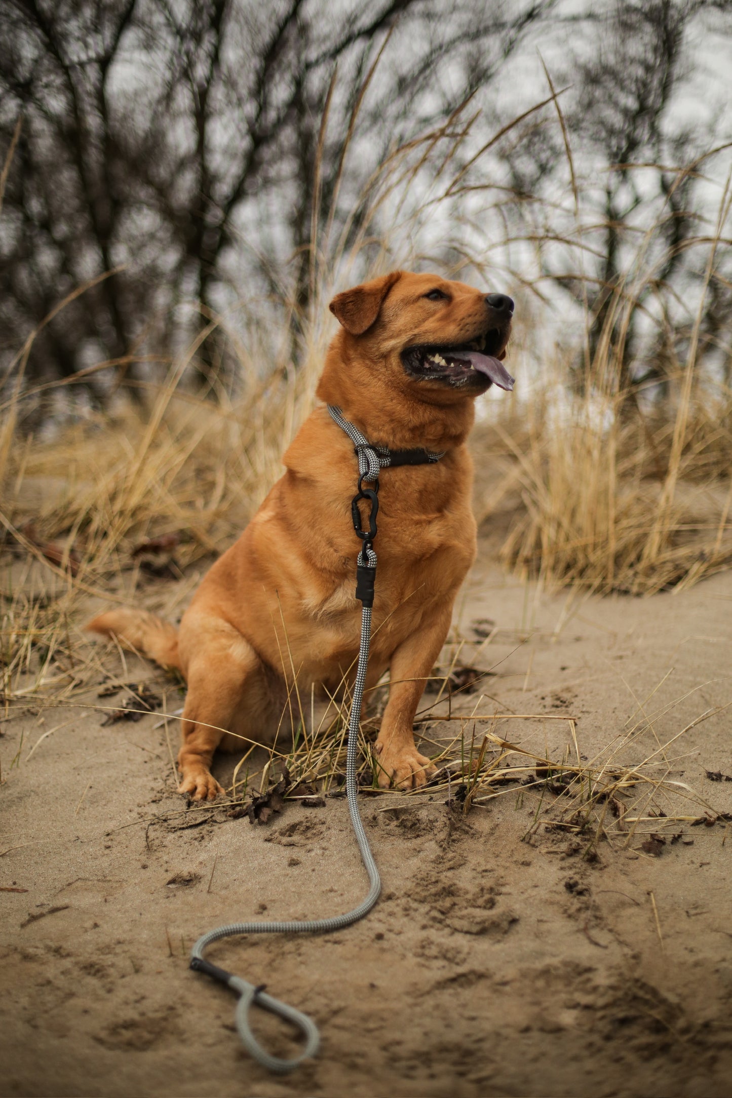 Rope Slip Collar - Midnight Tundra 10mm