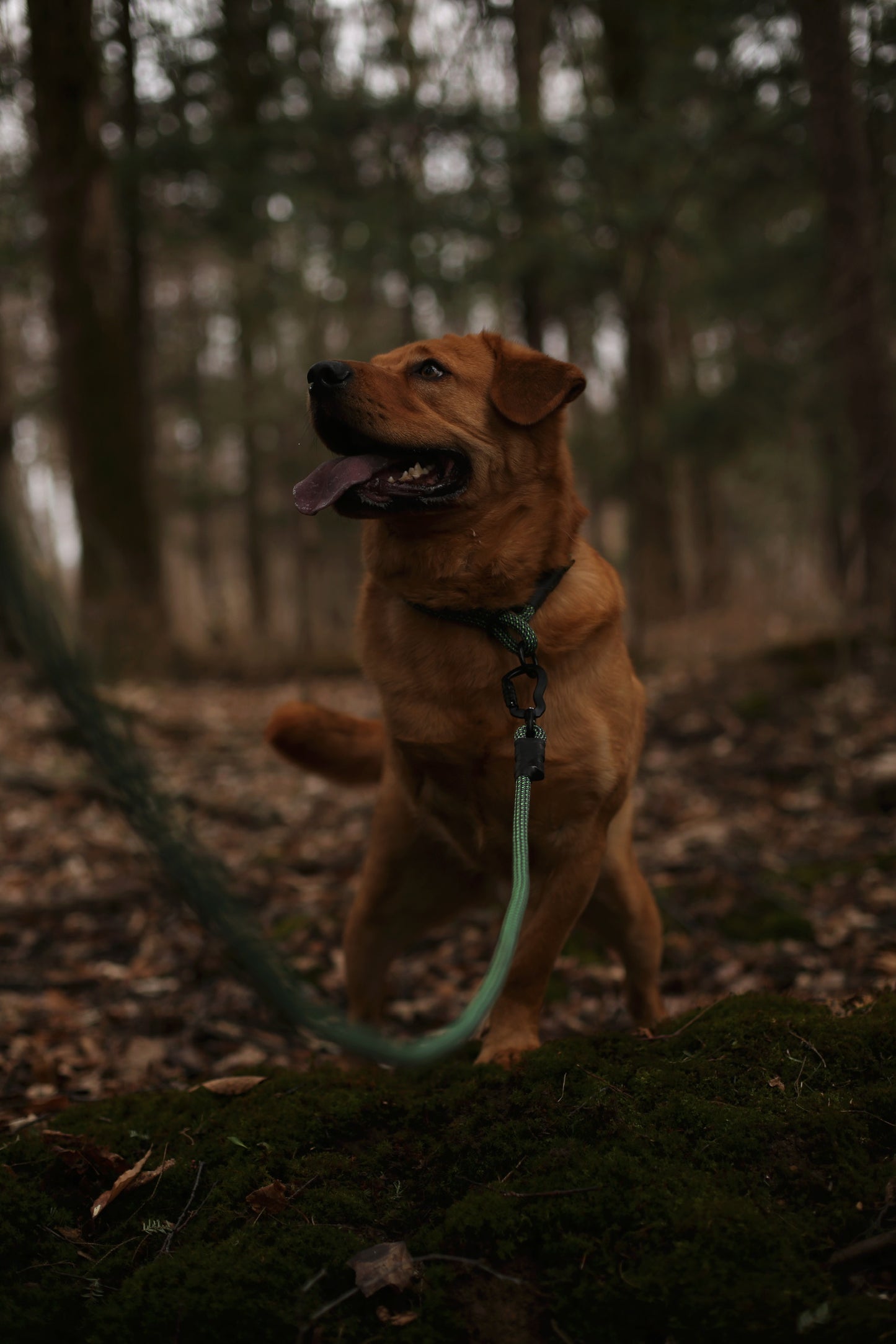Rope Slip Collar - Moonlit Moss 10mm