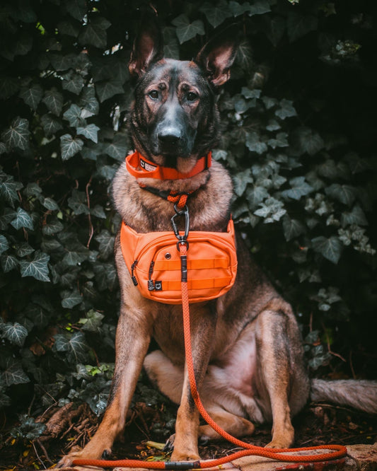 Adventure Pack - Orange