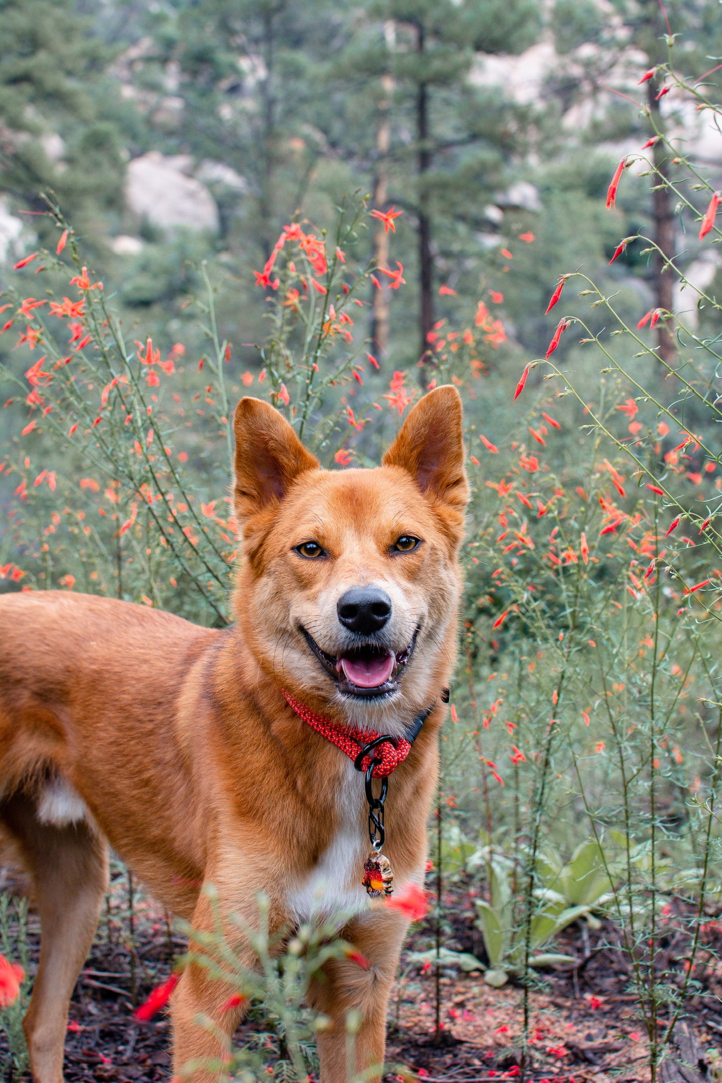 Rope Slip Collar - Moab Burnt Orange 10mm