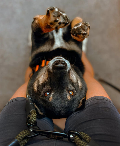 Kelso Hands-Free Leash - 7 + 8mm