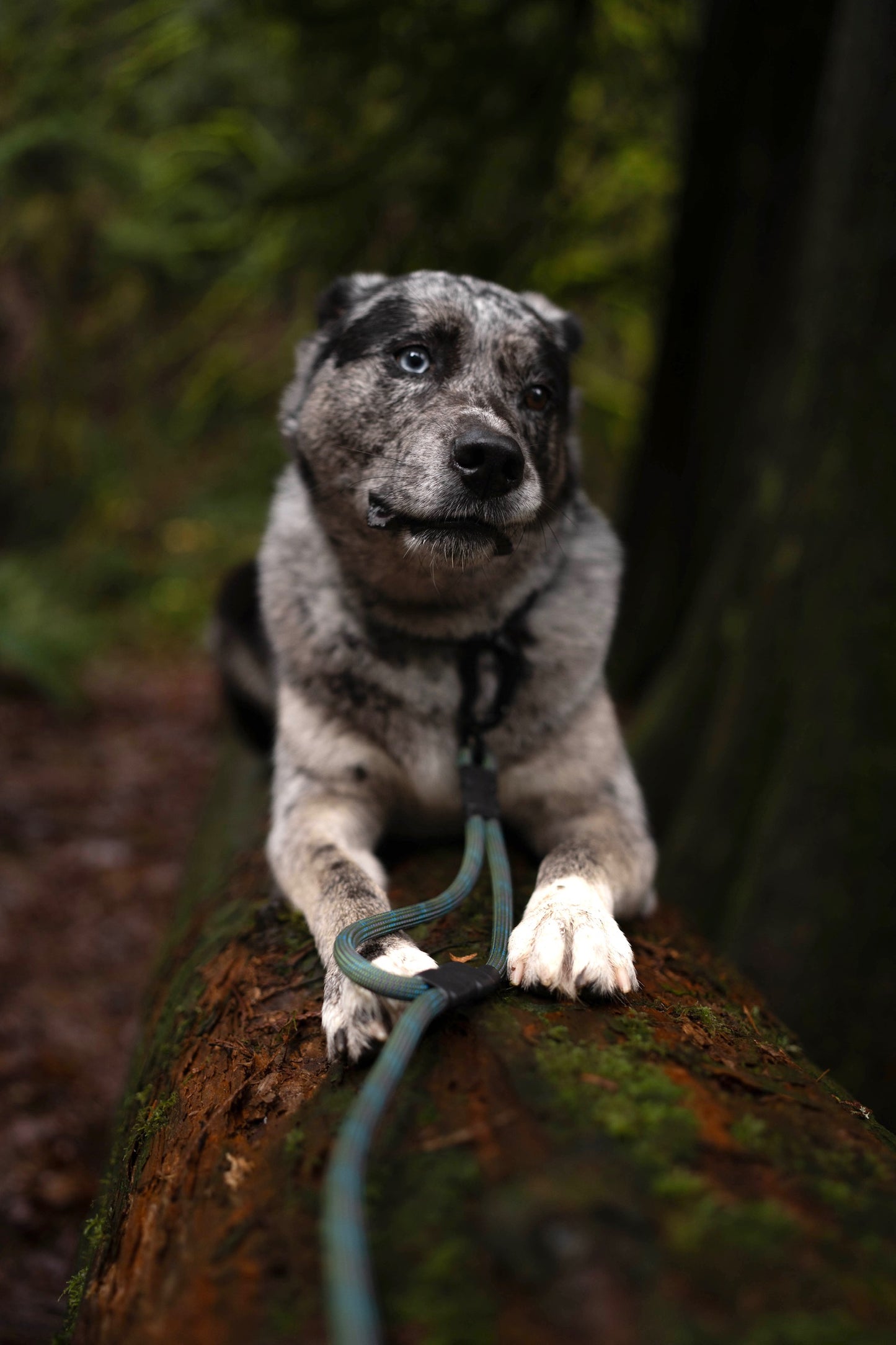 Noctis Traffic Lead - 9 + 10mm