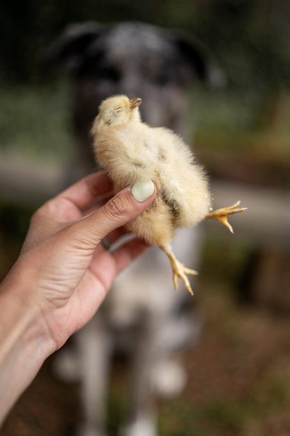 Freeze-Dried Chicken Hatchlings | 2-Count
