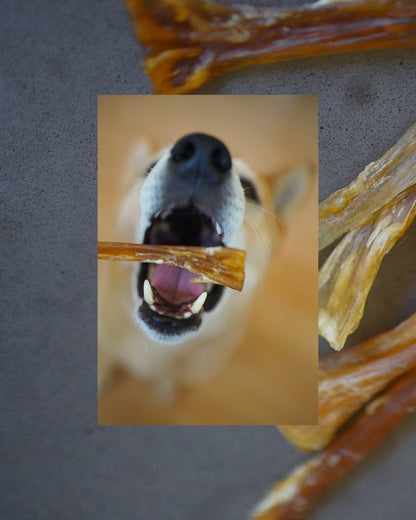 Dehydrated Grass-Fed Beef Tendon Sticks | 4 oz