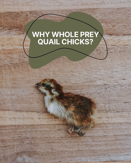 Freeze-Dried Whole Prey Quail Chicks