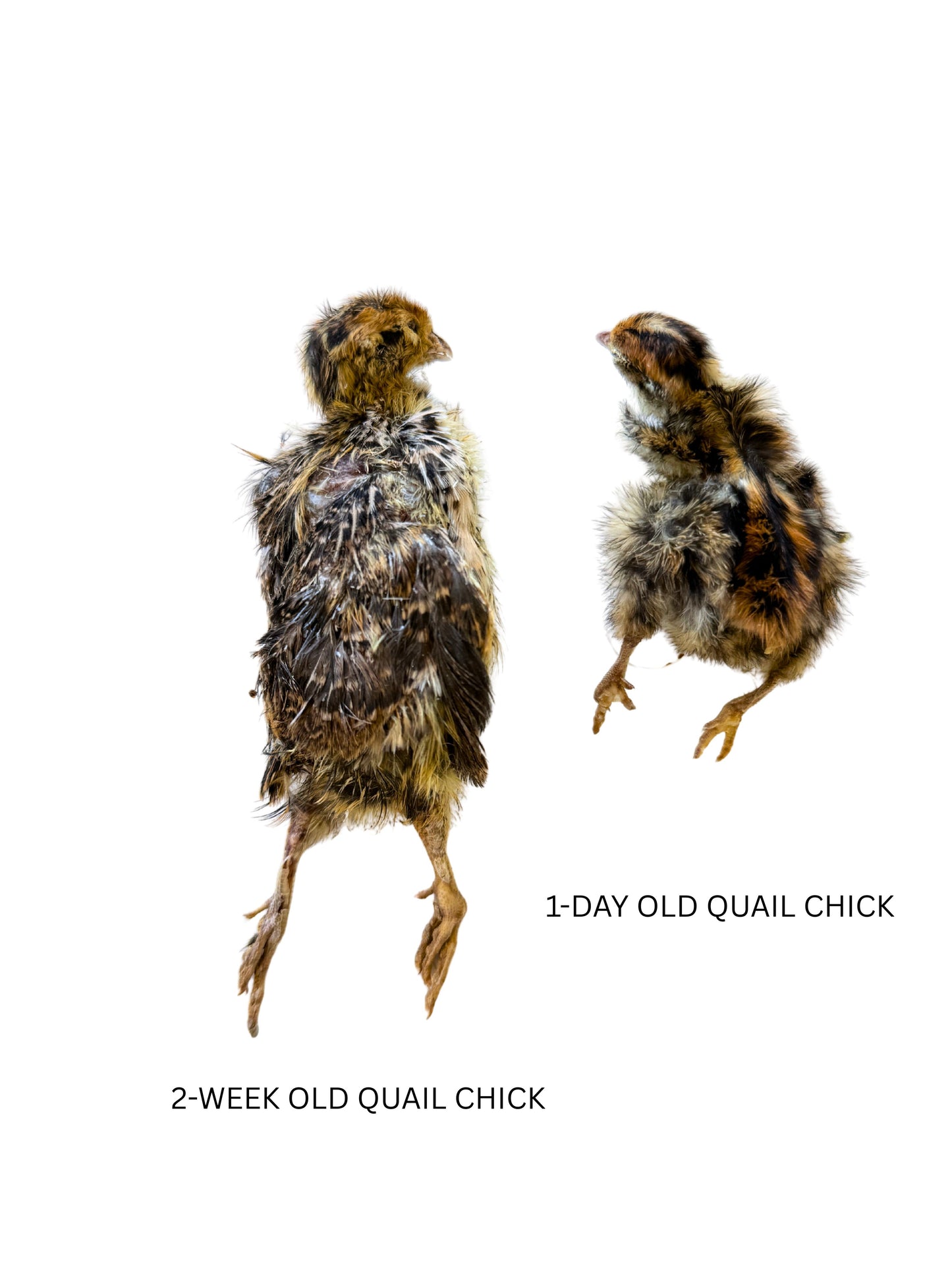 Freeze-Dried Whole Prey 2- Week Old Quail Chicks