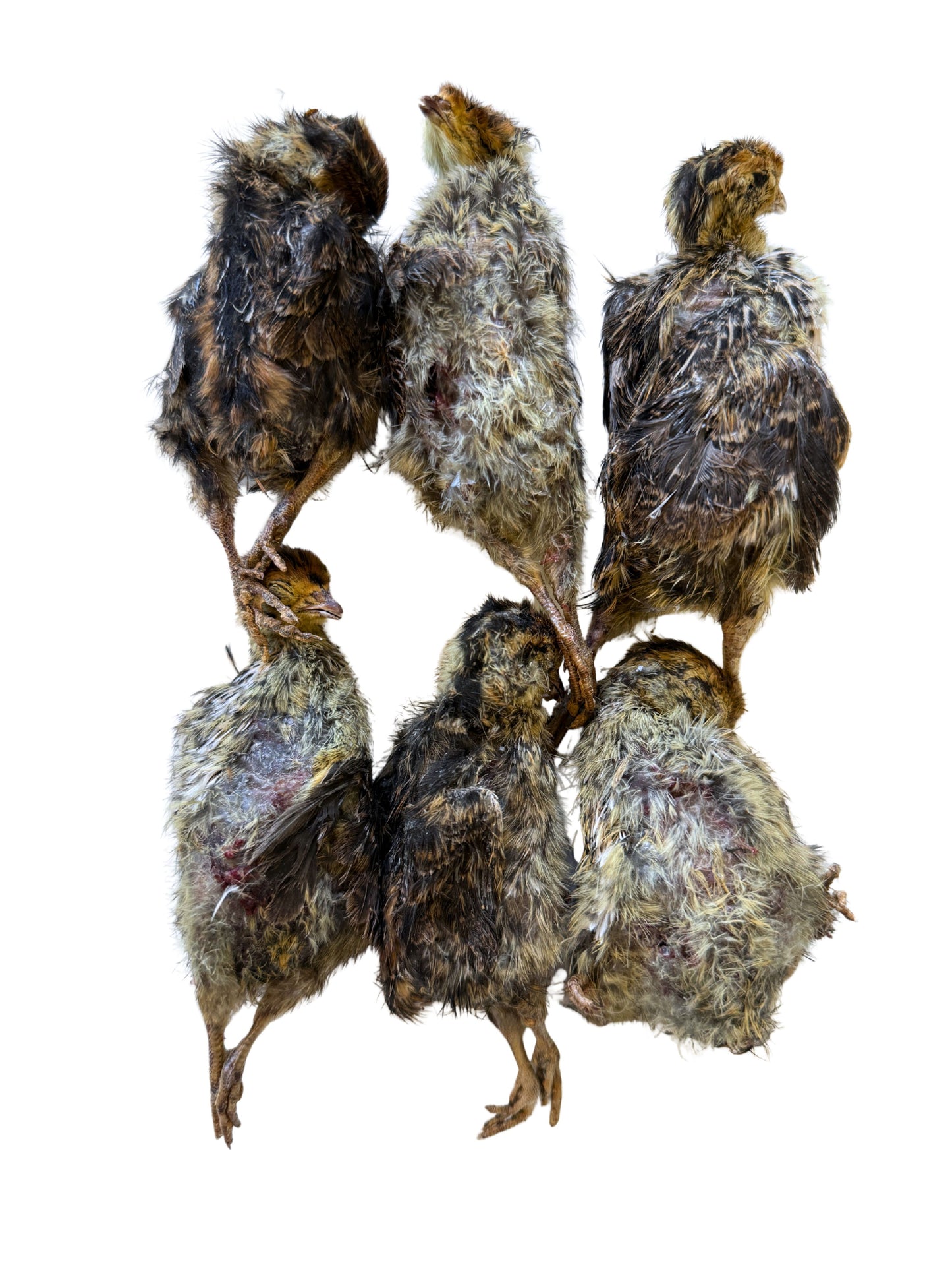 Freeze-Dried Whole Prey 2- Week Old Quail Chicks