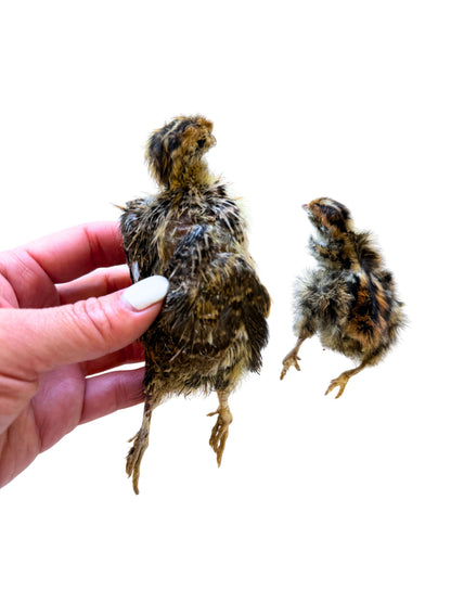 Freeze-Dried Whole Prey 2- Week Old Quail Chicks