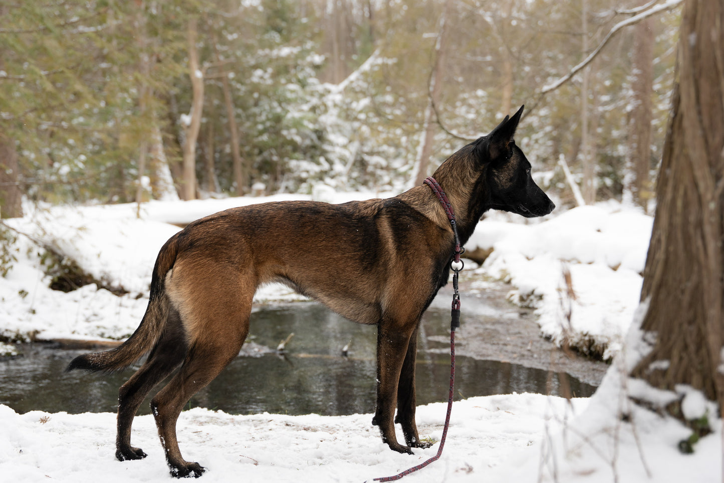 Rope Slip Collar - Ember Frost 8mm
