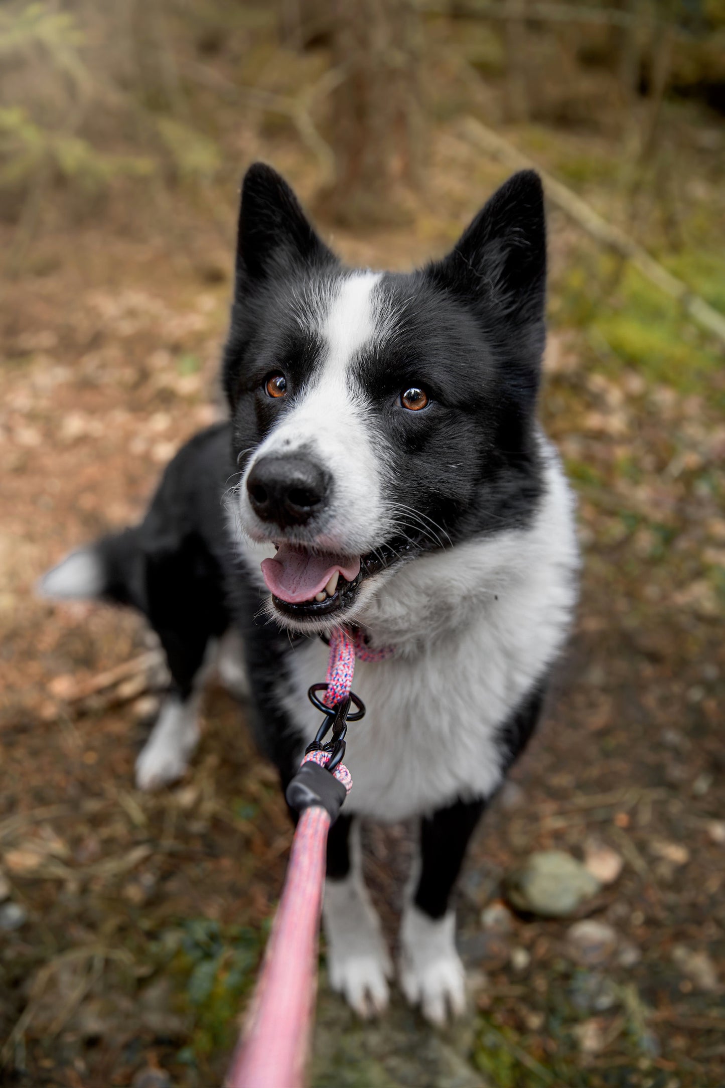 Rope Slip Collar - Wild Aster 10mm
