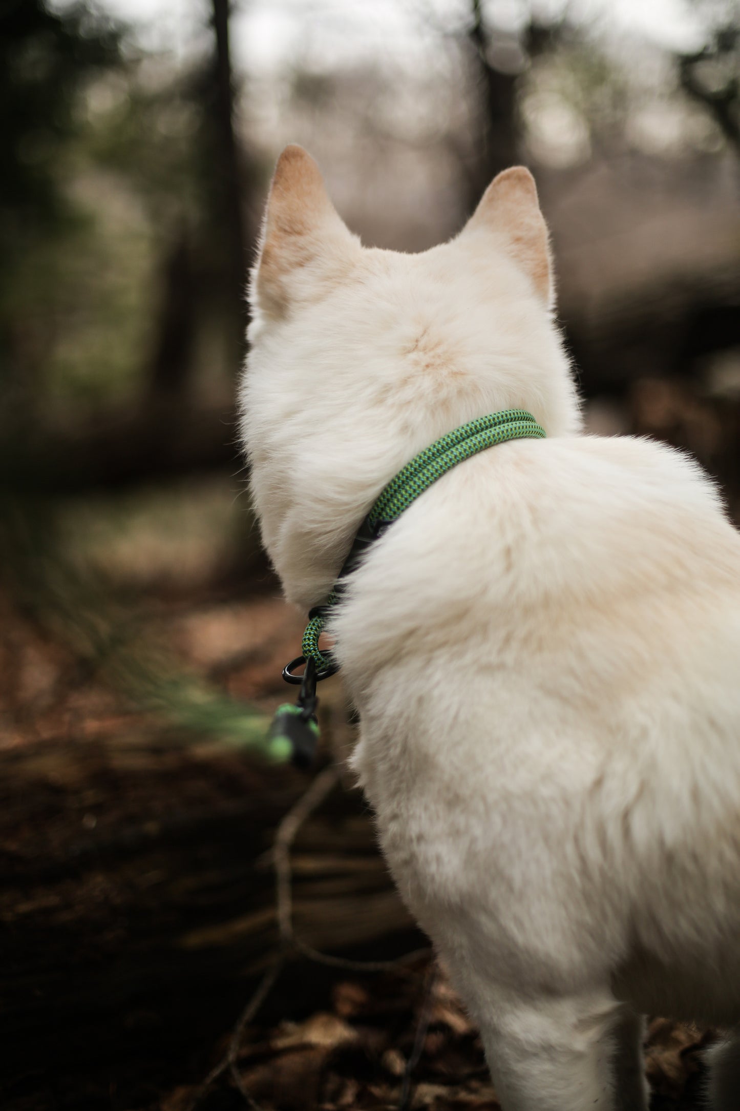 Rope Slip Collar - Sage Meadow 7mm