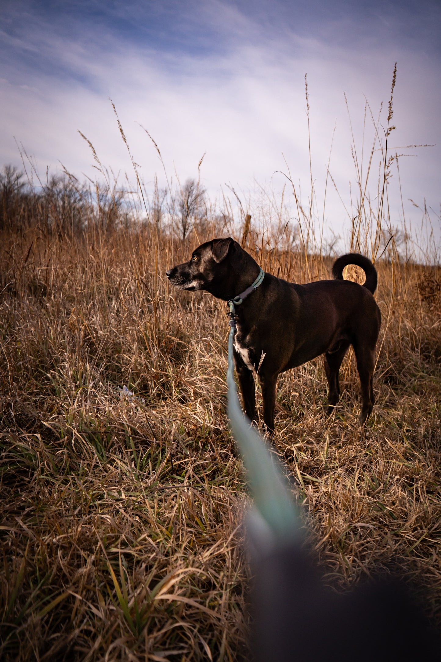 Rope Slip Collar - Evergreen Fern 10mm
