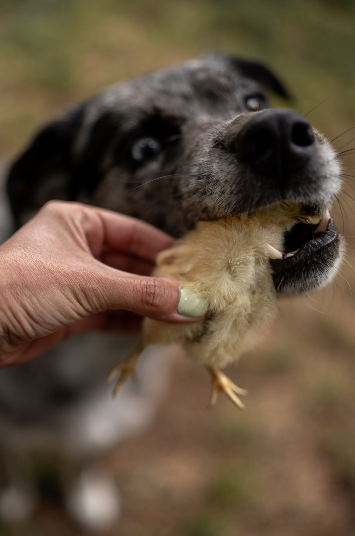Freeze-Dried Chicken Hatchlings | 2-Count