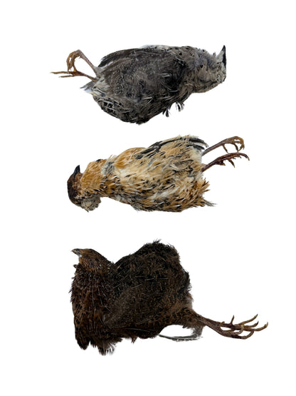Whole Prey Quail