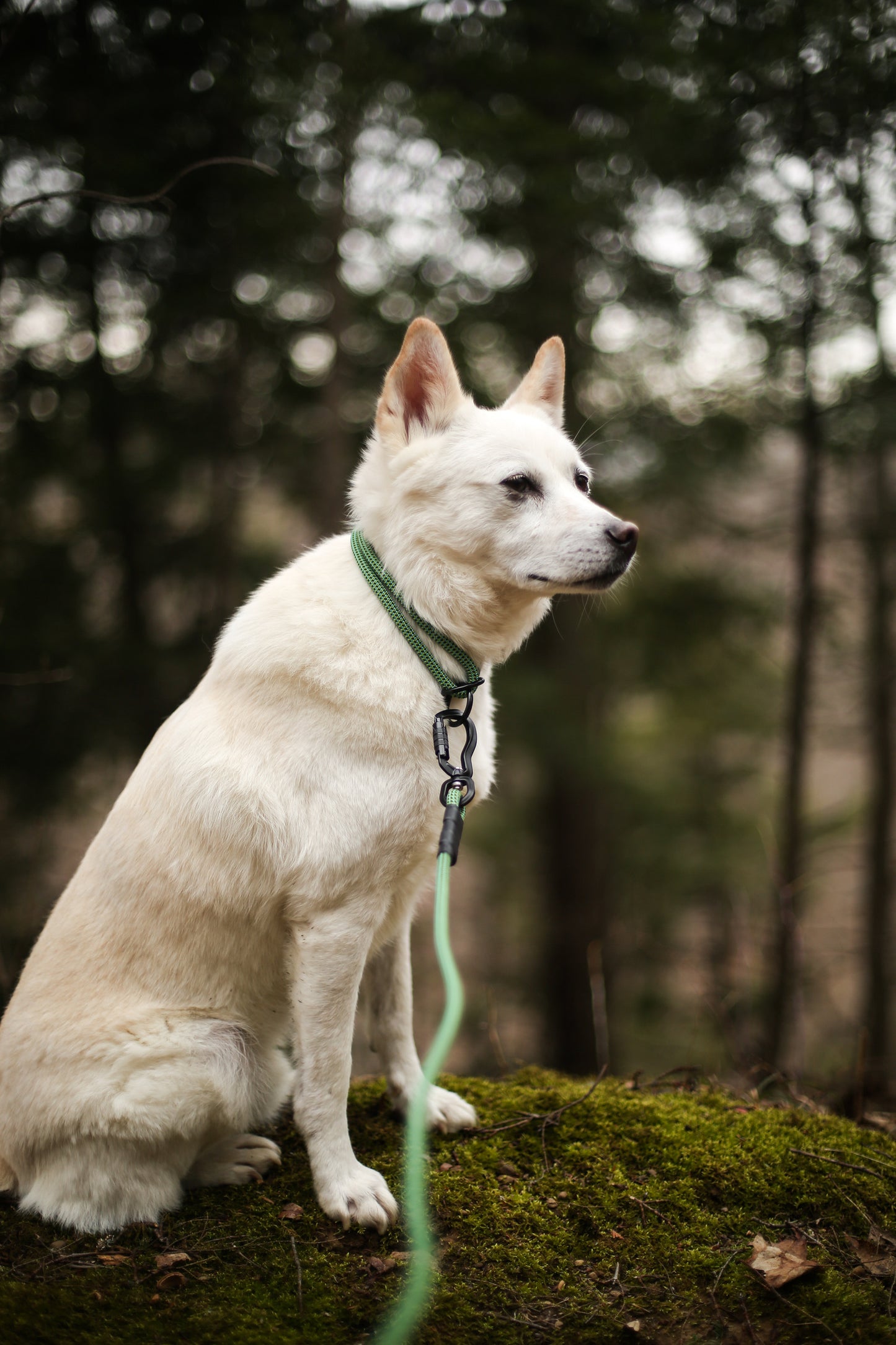 Rope Slip Collar - Sage Meadow 7mm